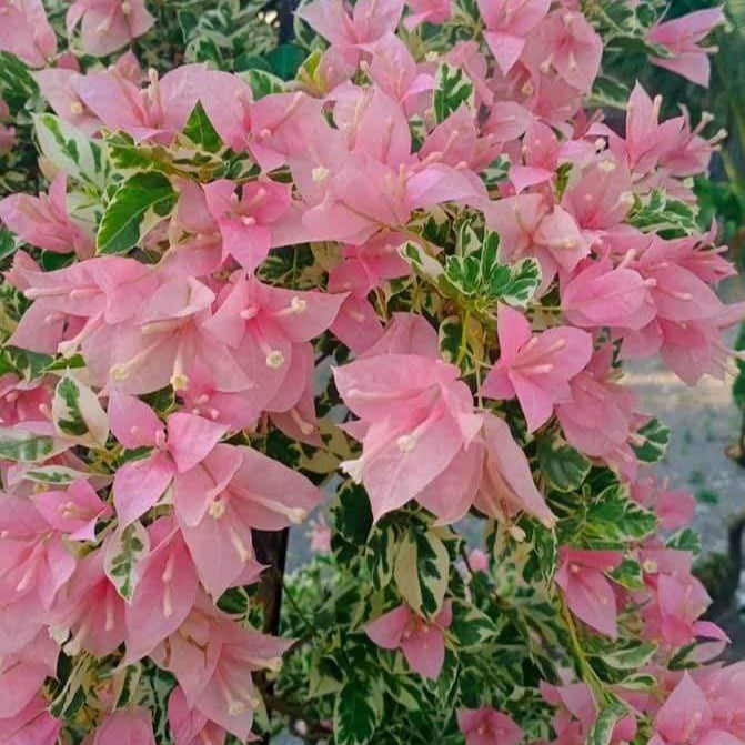 Pink Patch Bougainvillea