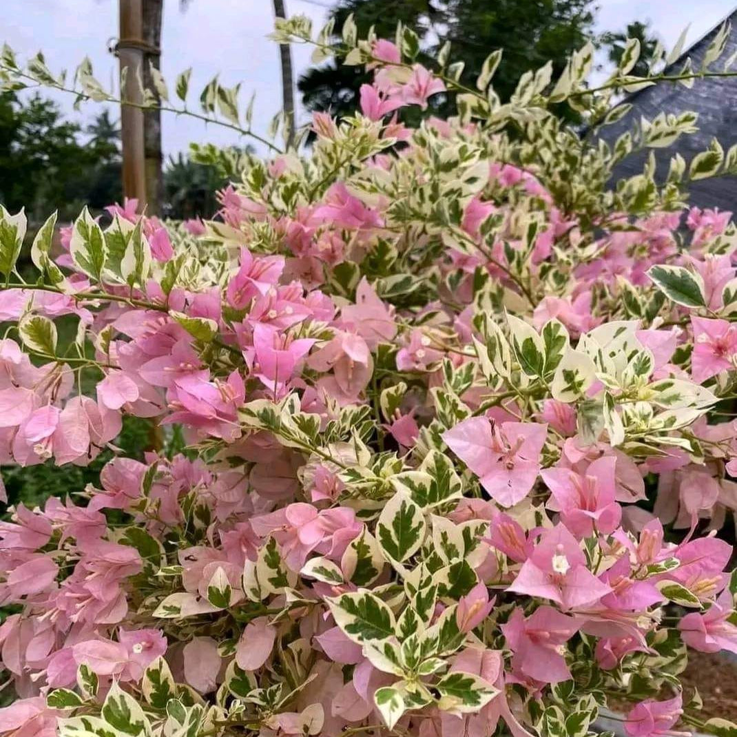 Pink Patch Bougainvillea