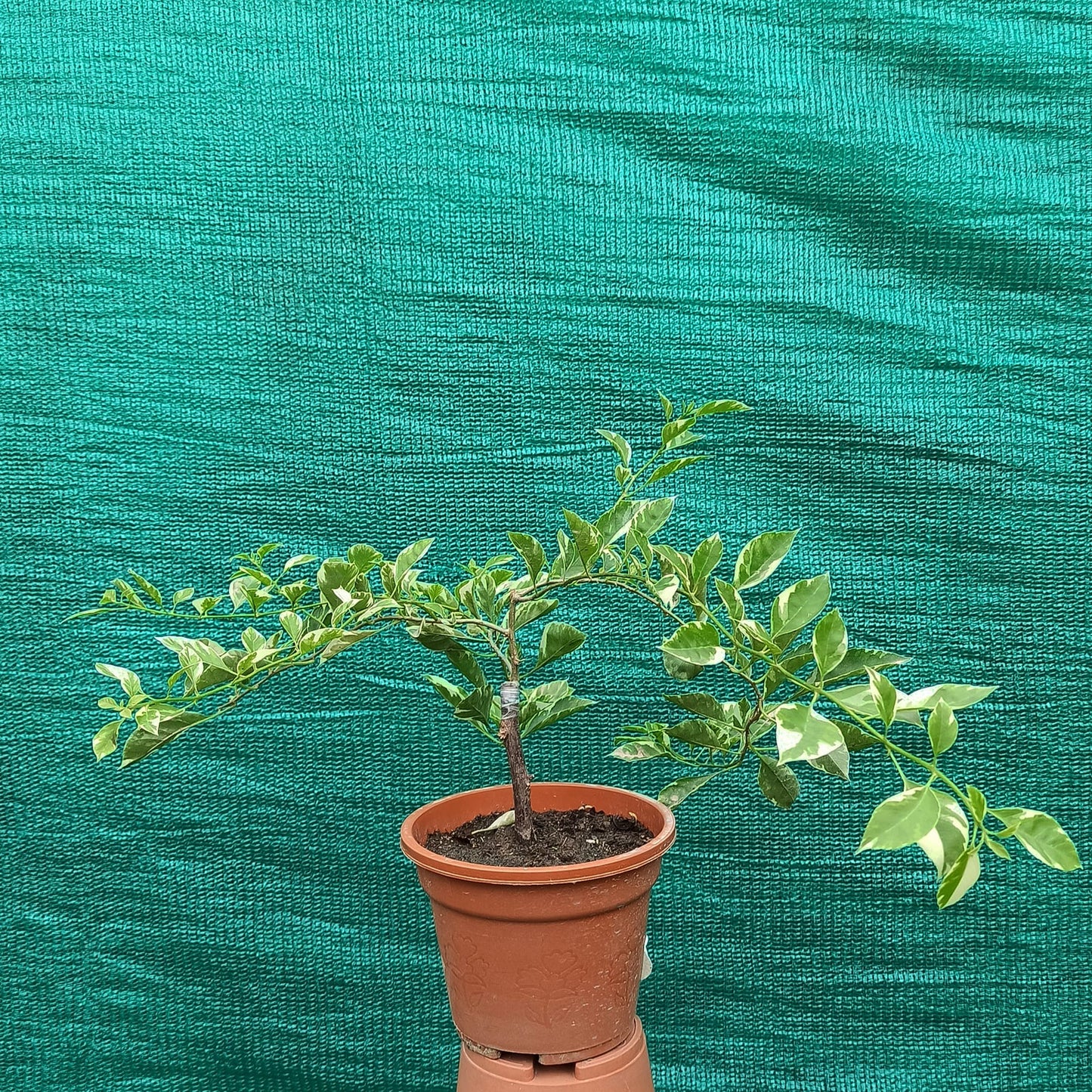 Pink Patch Bougainvillea