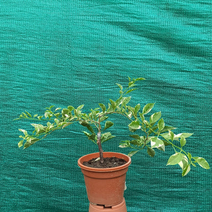 Pink Patch Bougainvillea