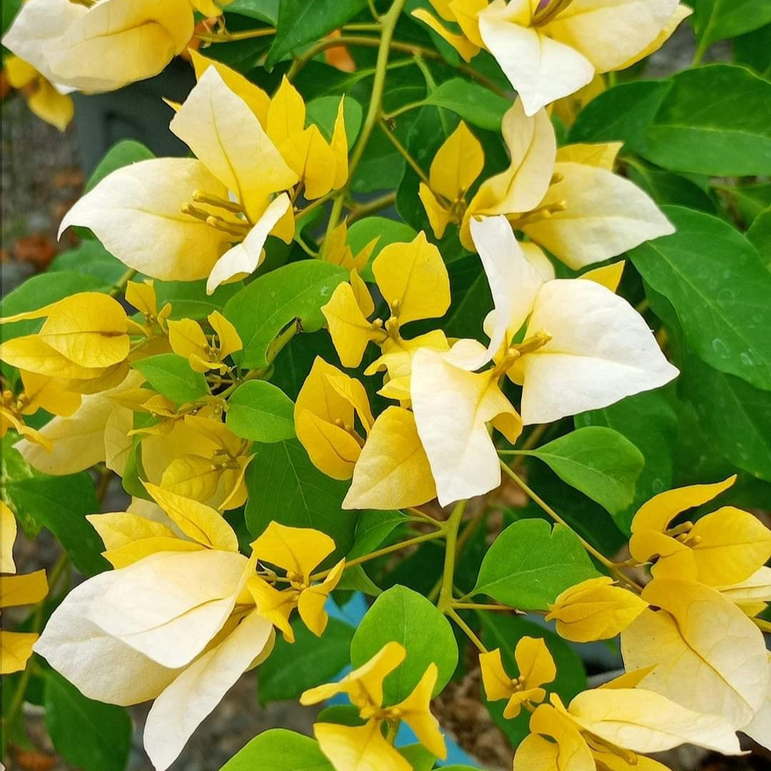 Foxtail Yellow Bougainvillea