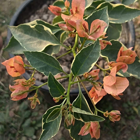 Emasperak Bougainvillea