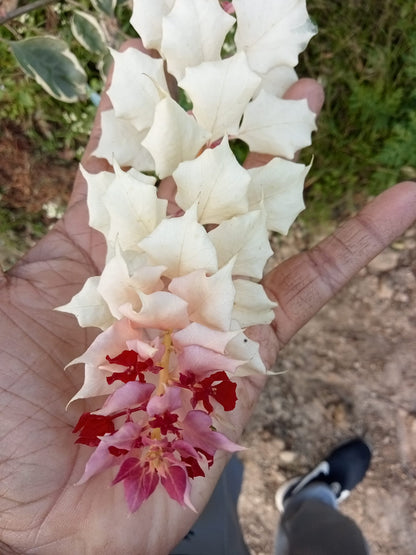 Albino White Bougainvillea