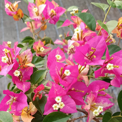 Eight Colour Bougainvillea