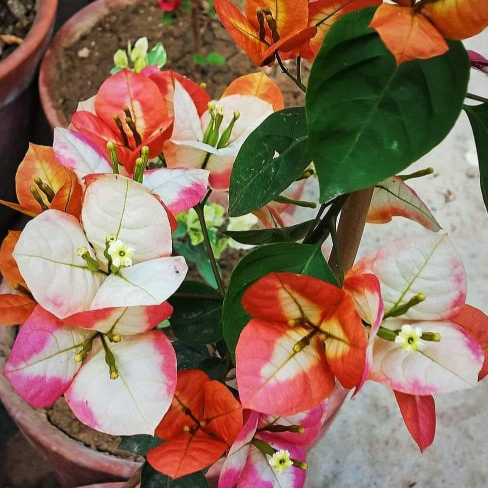 Golden Sunshine Bougainvillea