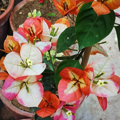 Golden Sunshine Bougainvillea