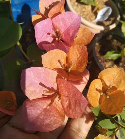 Vietnam Mix Bougainvillea