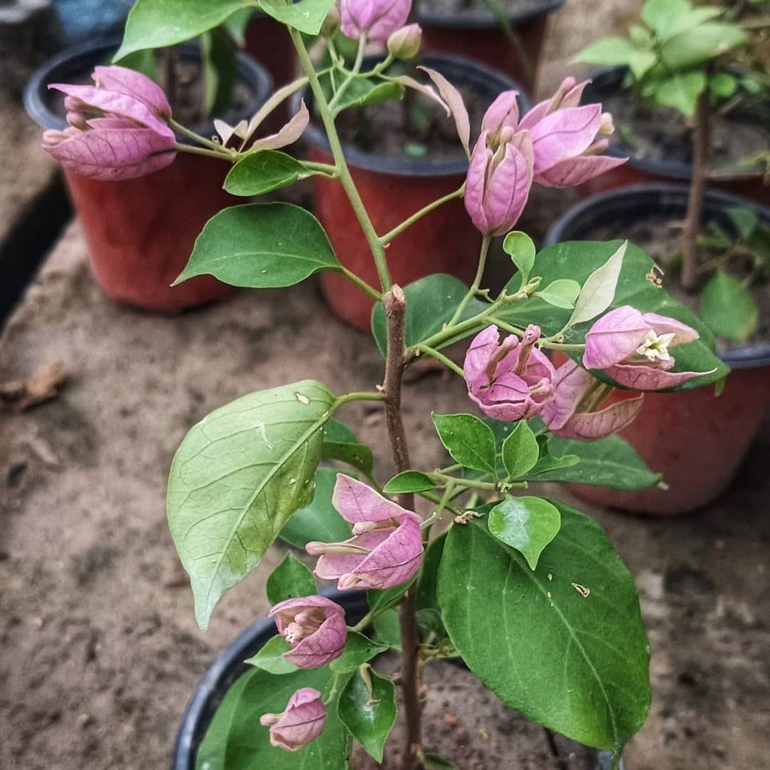 Purple Tanglong Bougainvillea