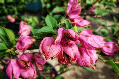 Purple Tanglong Bougainvillea