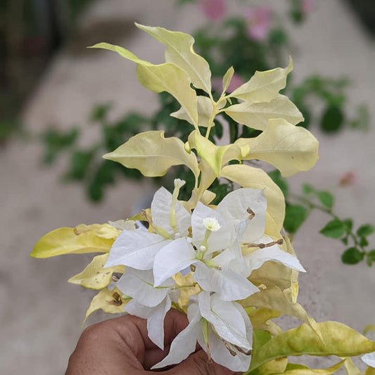Albino White Bougainvillea
