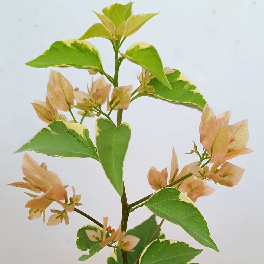 Emasperak Bougainvillea