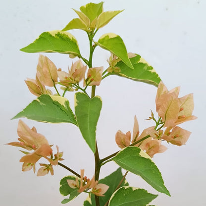 Emasperak Bougainvillea