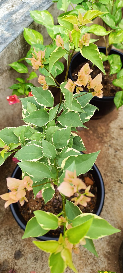 Emasperak Bougainvillea