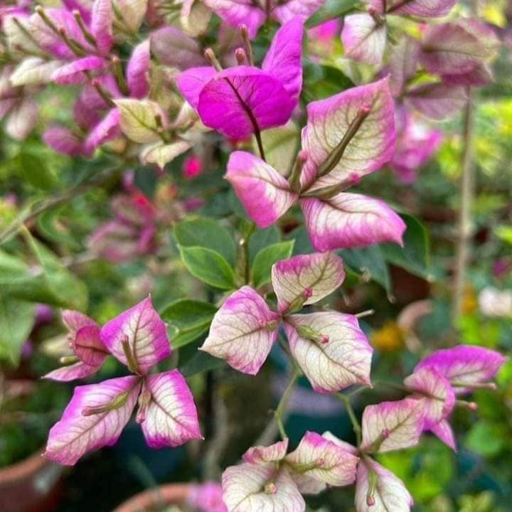 Geisha Bougainvillea