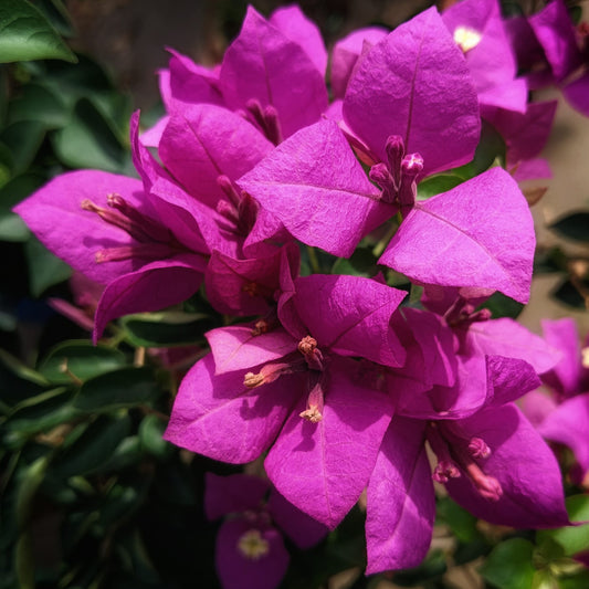 Spectrum Bougainvillea