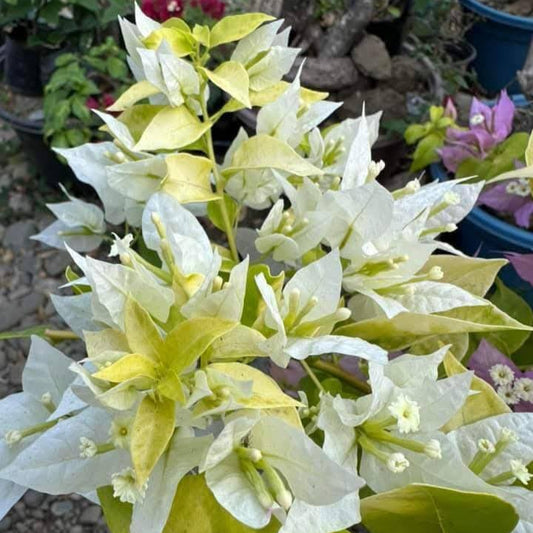 White Panther Bougainvillea (grafted)