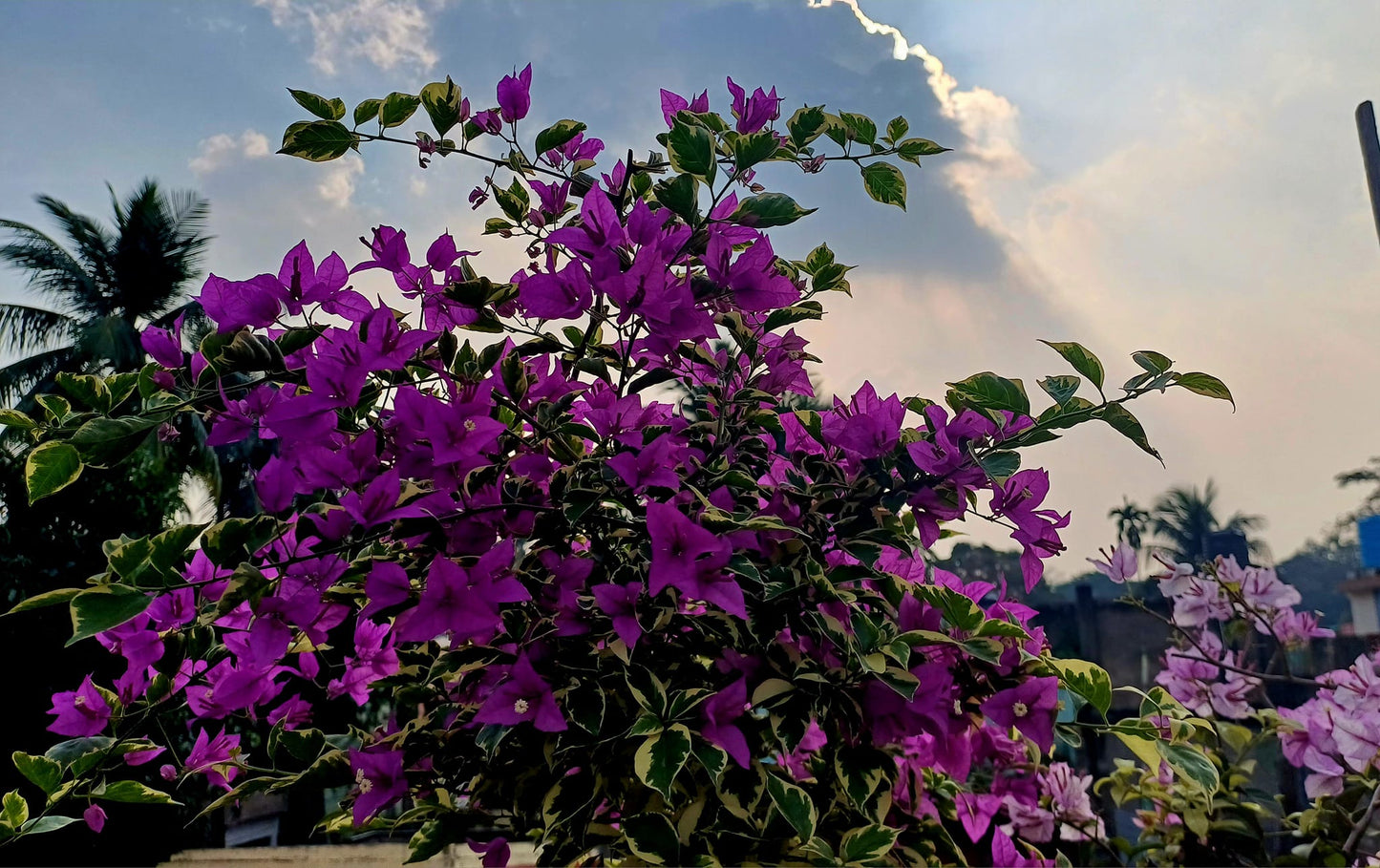 Blueberry Ice Bougainvillea