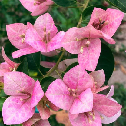 Lady Bird Bougainvillea