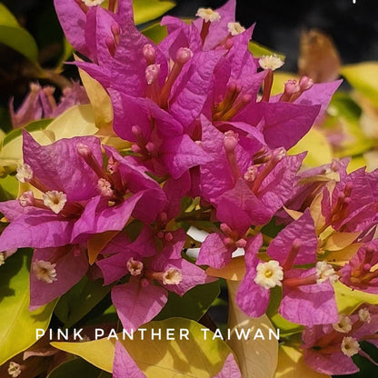 Pink Panther Taiwan Bougainvillea