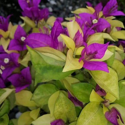 Pink Panther Taiwan Bougainvillea