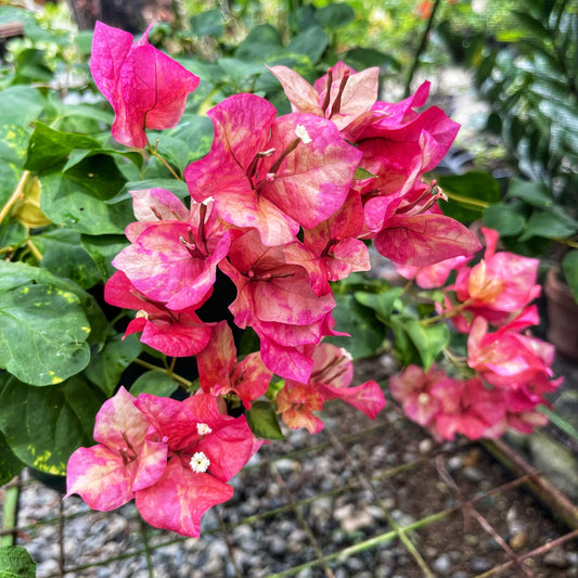 Red September Bougainvillea