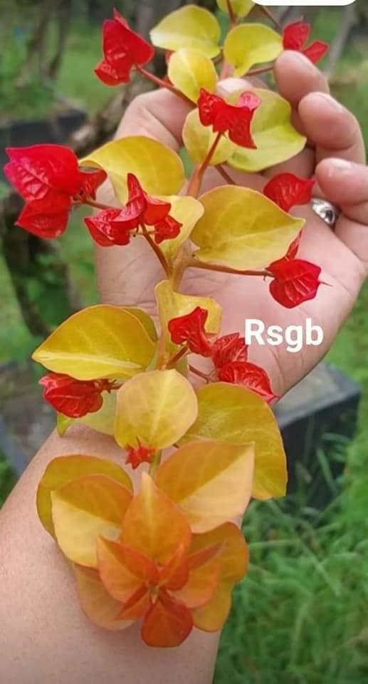 Moonlight Chitra Bougainvillea