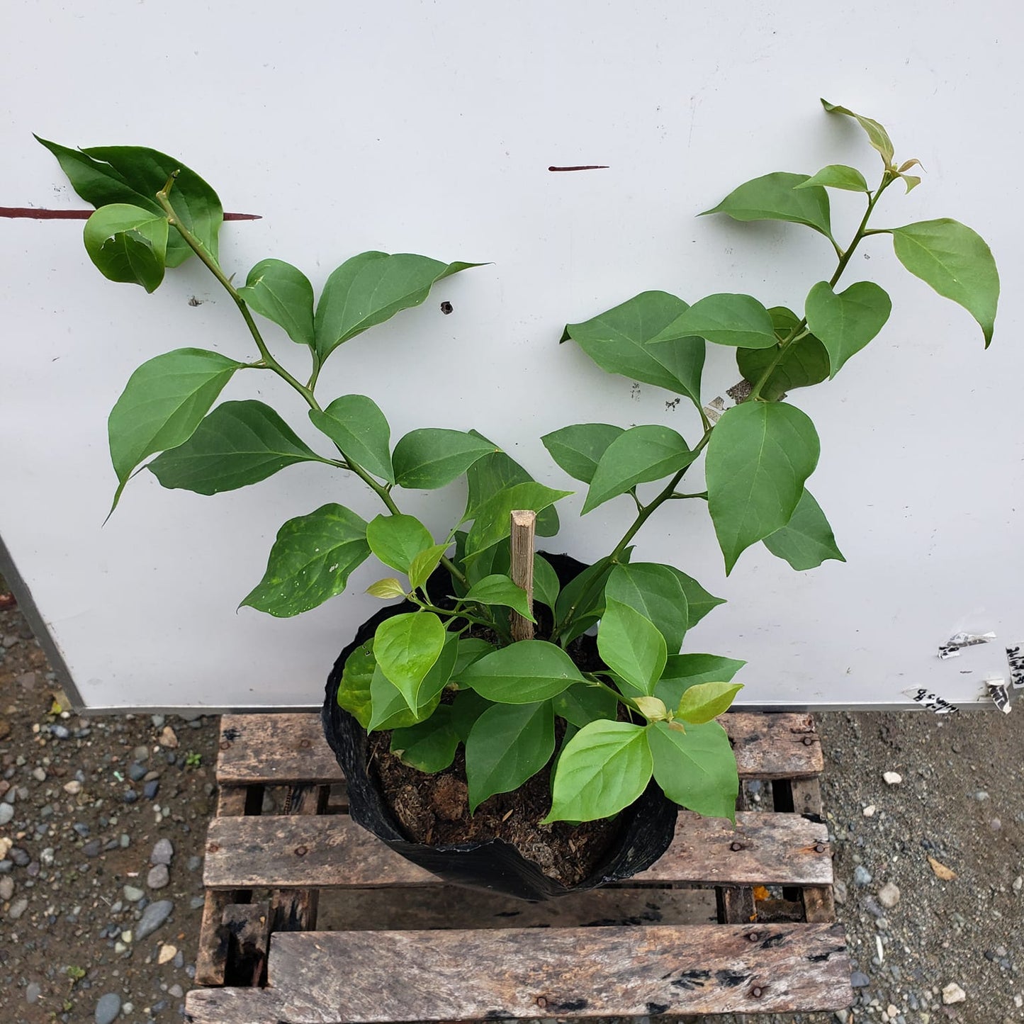 Chitra Gold Bougainvillea