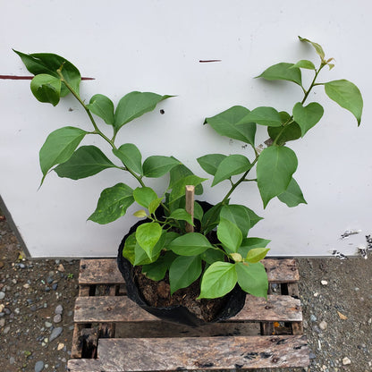 Chitra Gold Bougainvillea