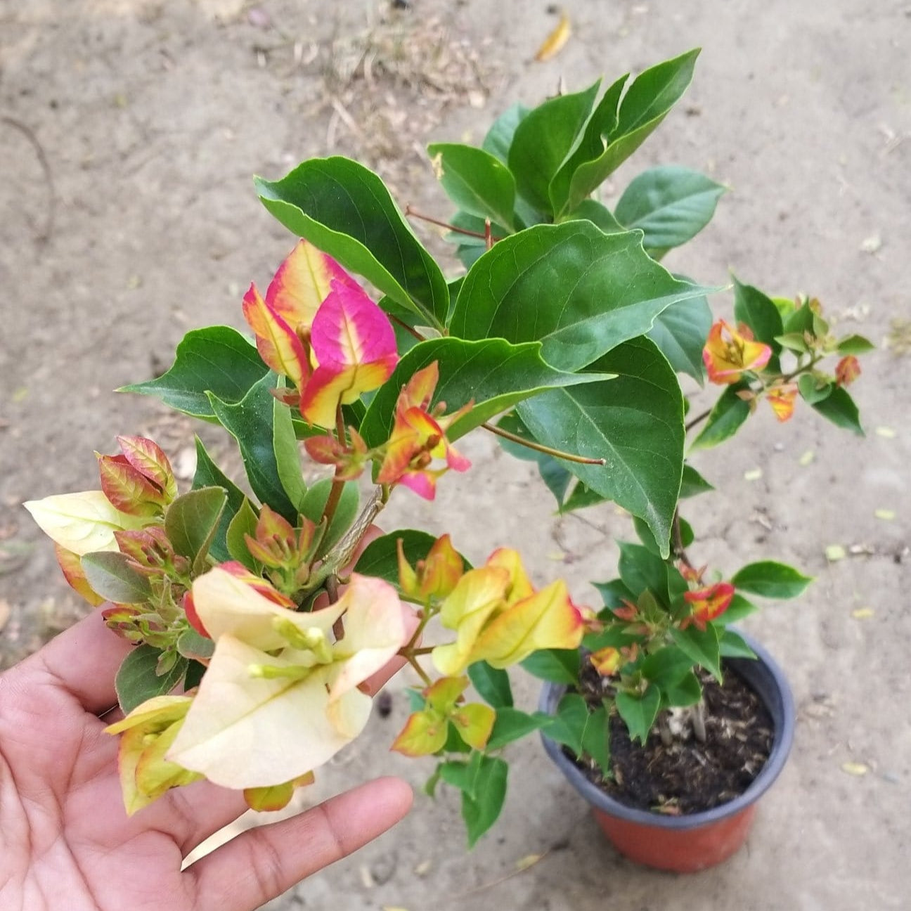 Sufia Indiana Bougainvillea