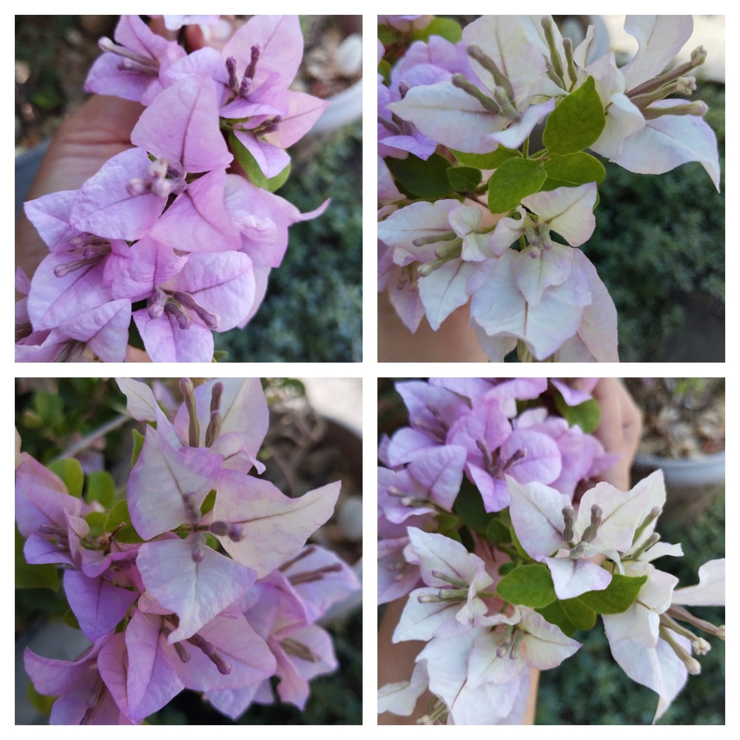 Tricolor Bougainvillea