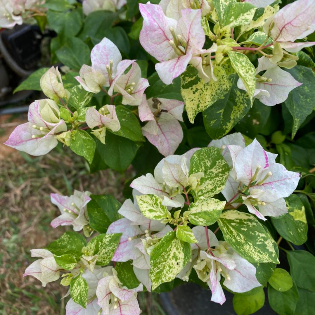 Sunstone White Bougainvillea
