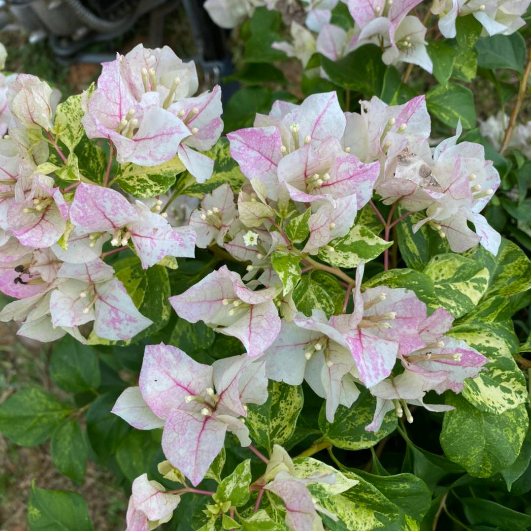 Sunstone White Bougainvillea