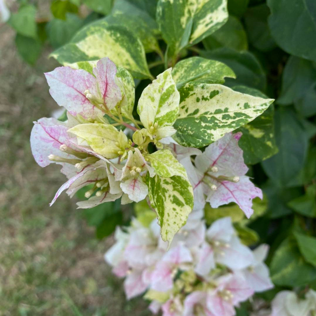Sunstone White Bougainvillea