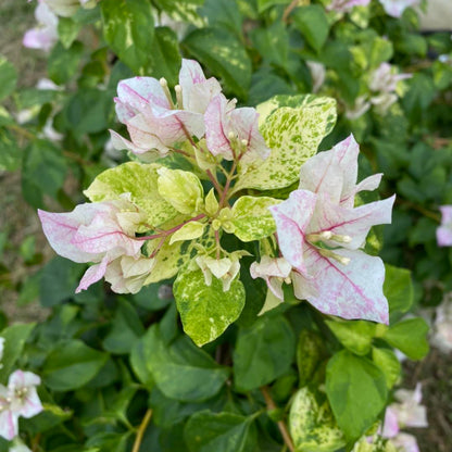 Sunstone White Bougainvillea