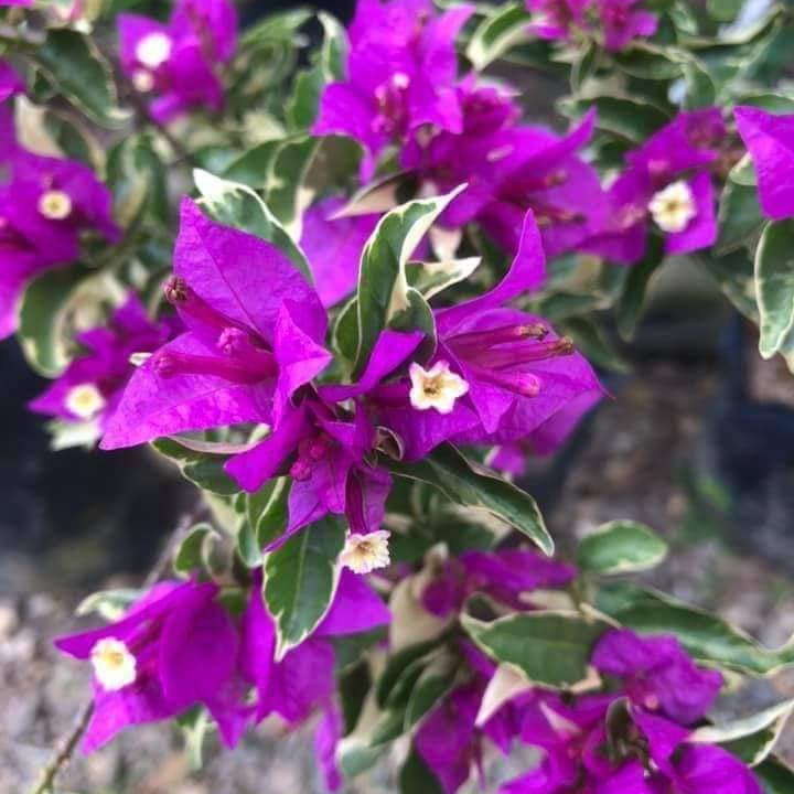 Blueberry Ice Bougainvillea