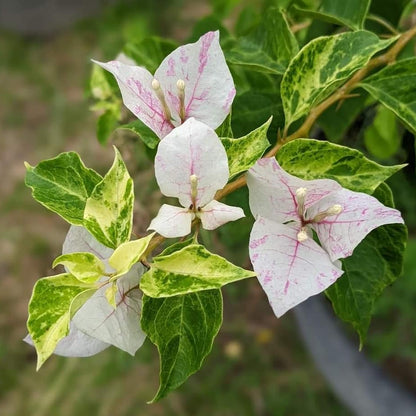 Sunstone White Bougainvillea