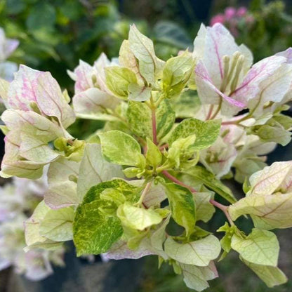 Sunstone White Bougainvillea