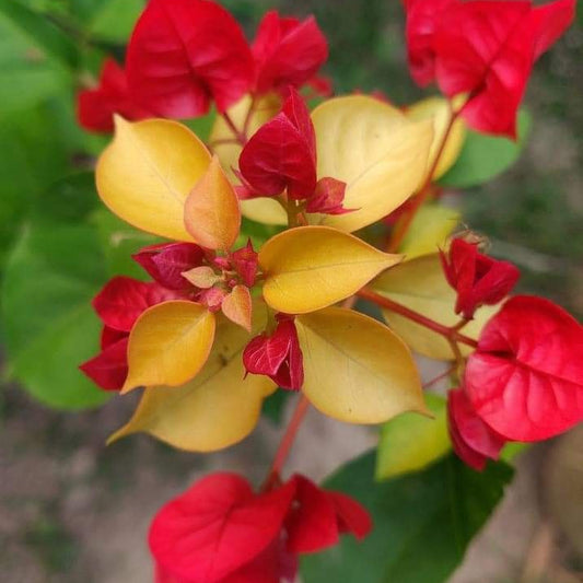 Albino Red Bougainvillea