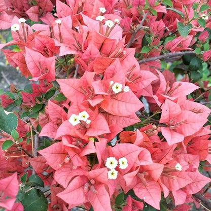 Brizza Peach Bougainvillea