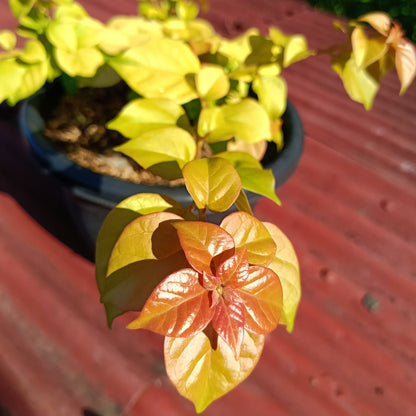 Moonlight Chitra Bougainvillea
