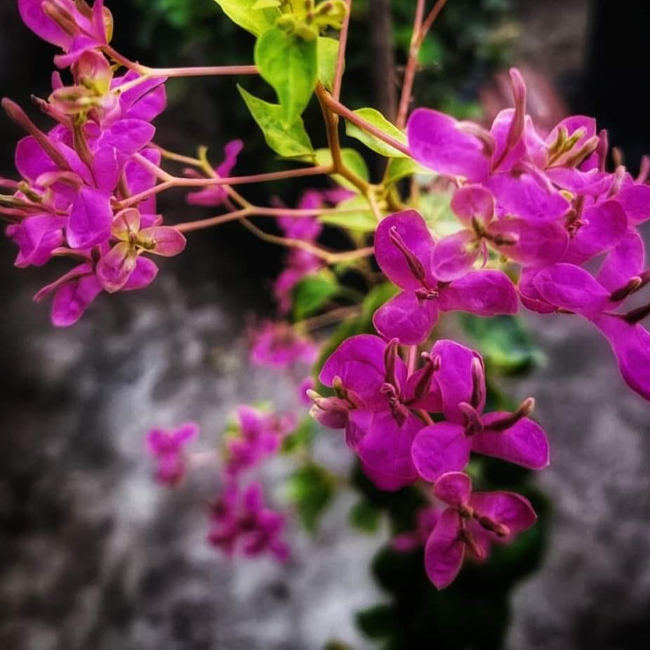 Fatima Pink Bougainvillea