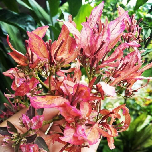 Bird Wings Bougainvillea