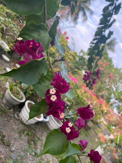 Dark One Bougainvillea