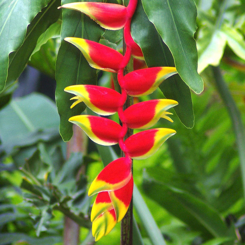 Heliconia Rostrata Flowers Plants