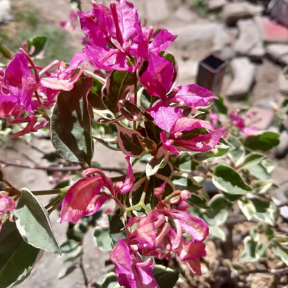 Bird Wings Bougainvillea