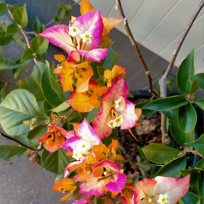 Sufia Indiana Bougainvillea