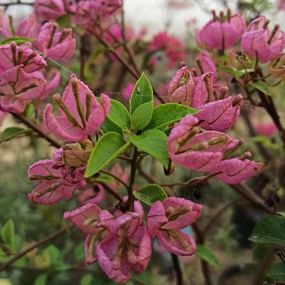 Tanglong Pink Bougainvillea