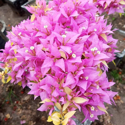 Pink Panther Taiwan Bougainvillea