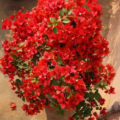 Brizza Red Bougainvillea