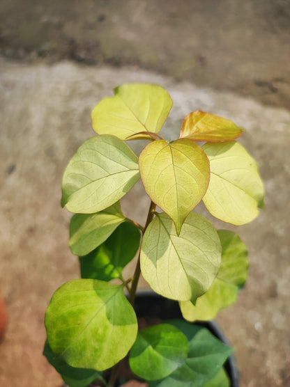 Albino Red Bougainvillea